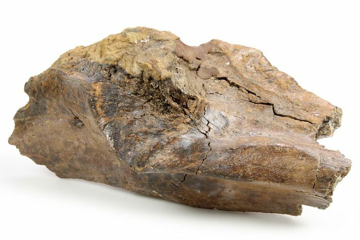 Partial Hadrosaur (Edmontosaurus) Maxilla - North Dakota #253687
